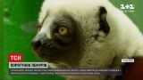 Новини світу: у кельнському звіринці вперше показали вид лемурів, який вимирає