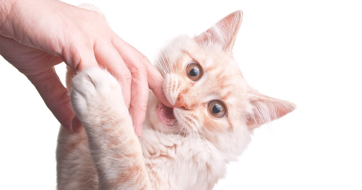 Чому кішка хапає вас лапками