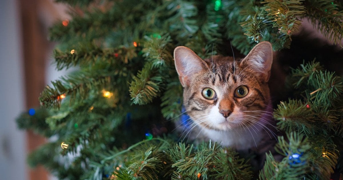 Коли прибирати новорічну ялинку