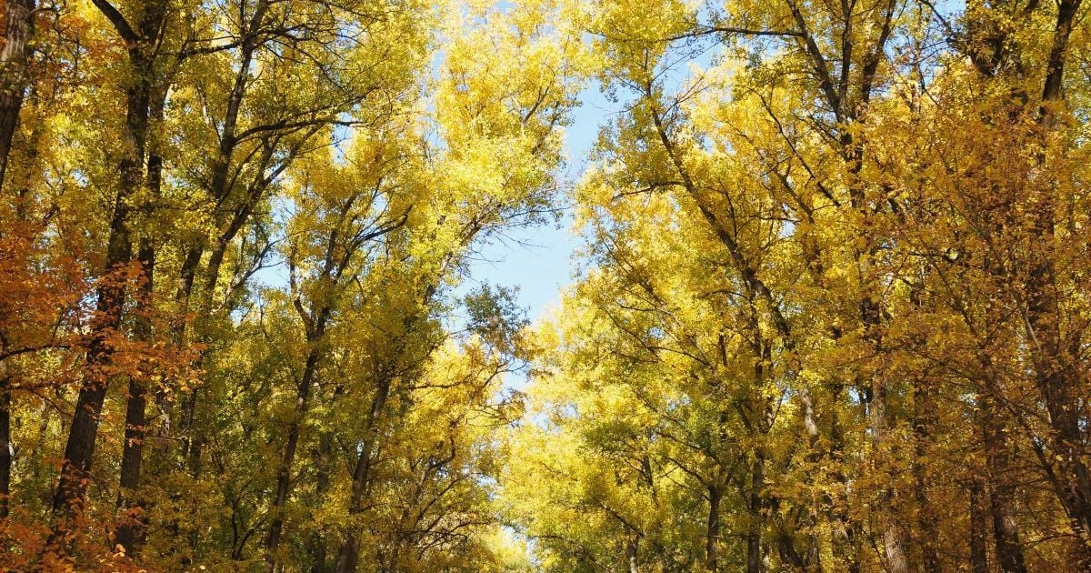 Солнце и продолжение тепла. Прогноз погоды в Украине на 21 октября