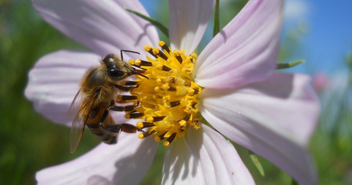 Під Харковом чоловіка до смерті закусали шершні