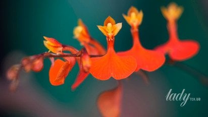 Весна 2026 года — судьбоносный период для трех знаков Зодиака