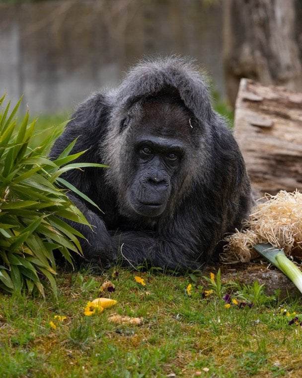 Фото: горила Фату, Instagram/zooberlin / © Instagram