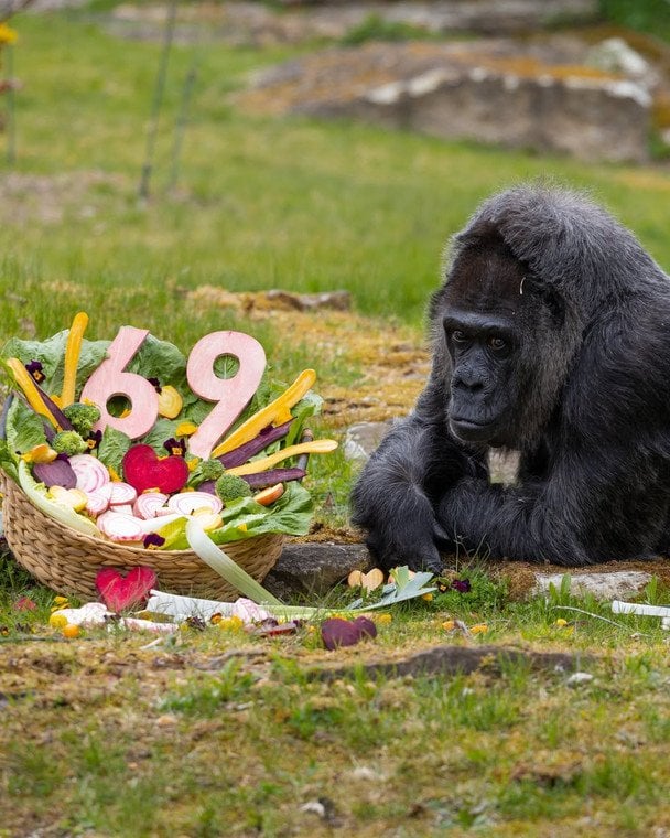 Фото: горила Фату, Instagram/zooberlin / © Instagram