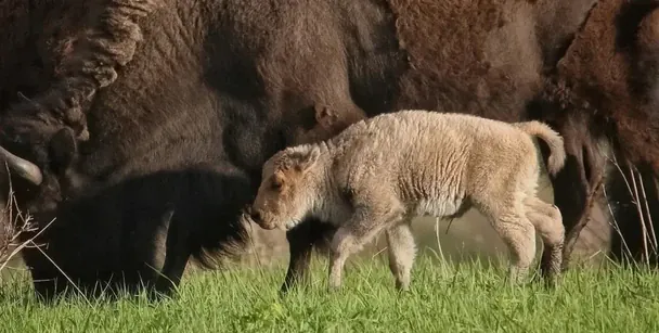 Маленький бізон Фото: USFWS
