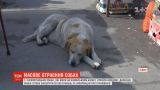 20 тысяч гривен за информацию об отравленных собаках предлагают в Нежине