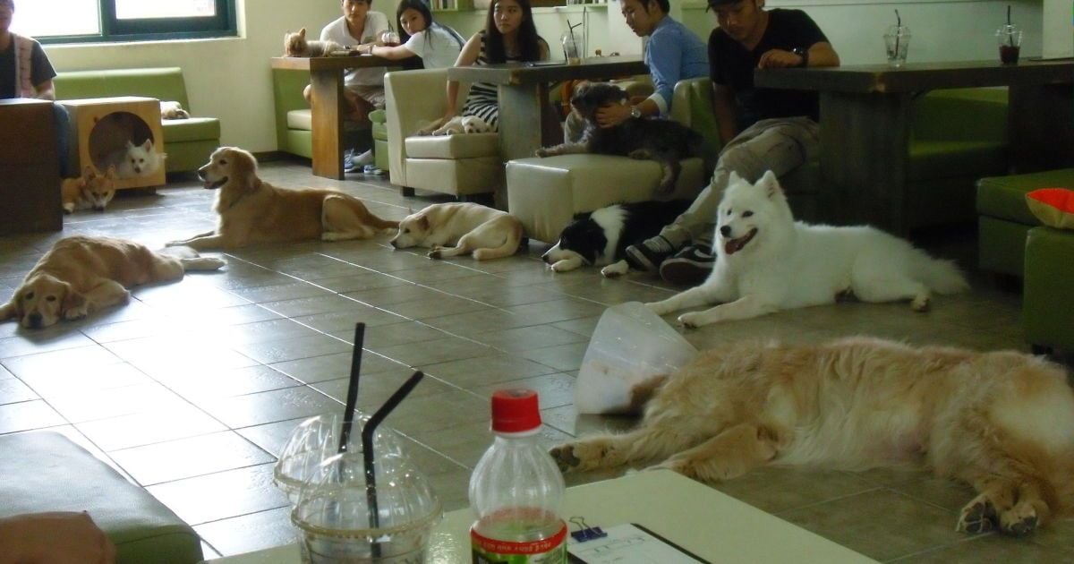 Идея "собачьих кафе" будет реализована в США