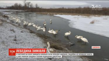 На Буковині десятки лебедів-шипунів зимують на водоймі, що не замерзає