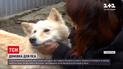 В Винницкой области ищут хозяев белоснежной лайке