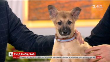 Щенок без имени ищет себе семью