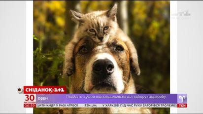 Кот и пес, которые путешествуют вместе, покорили Интернет