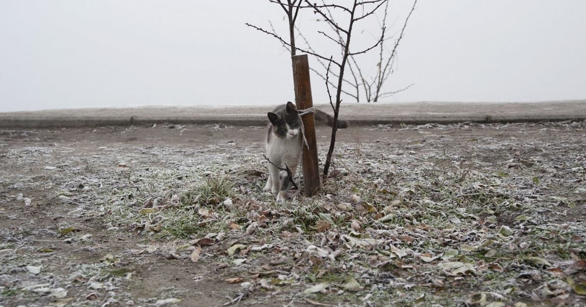 Вночі вдарить мороз до мінус 9°: прогноз погоди в Україні на середу, 10 листопада