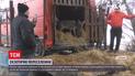 На остров Ермакив завезли благородных олениц и ланей, чтобы те приманивали экотуристов
