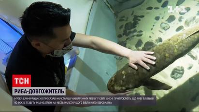 У музеї Сан-Франциско живе найстаріша акваріумна риба у світі
