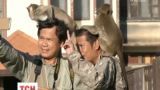 Праздник обезьян устроили в Таиланде