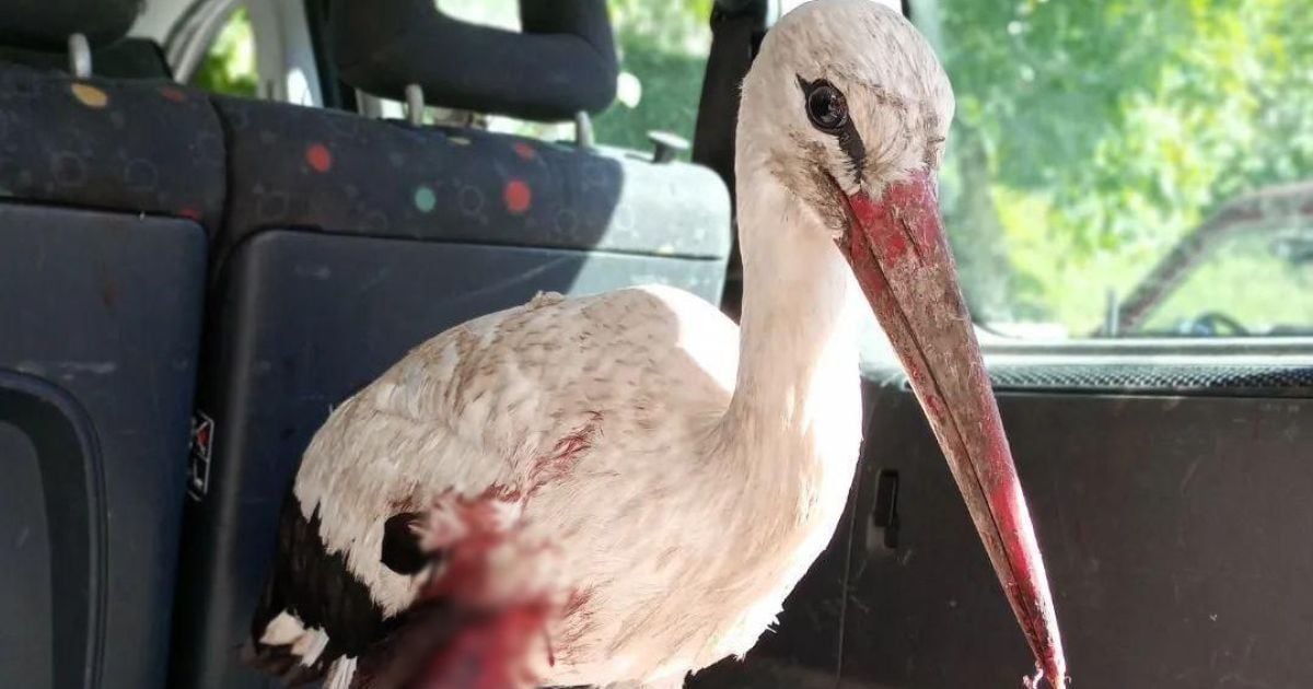 На Хмельниччині невідомі поранили лелеку, розстрілявши гніздо з птахами / Фото: Facebook-сторінка "Екозахист Старокостянтинів"