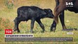 В екопарку Одеської області в родині водяних буйволів народилося телятко