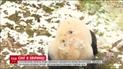 Кумедне відео, як панди раділи снігу, підірвало Мережу