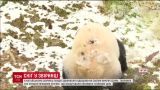 Смешное видео, как панды радовались снегу, взорвало Сеть