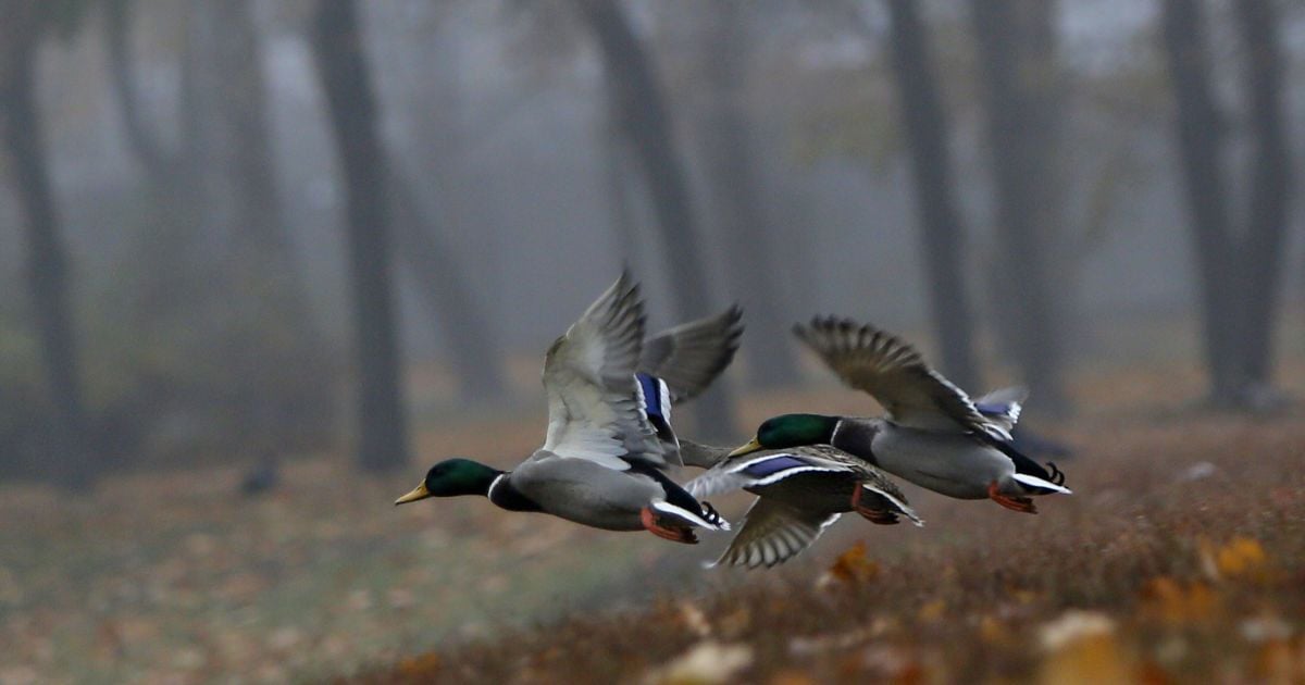 19 листопада: який сьогодні день, свято, прикмети, традиції, День ангела