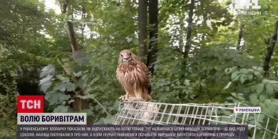 Новини України: в зоопарку Рівного на волю відпустили боривітрів