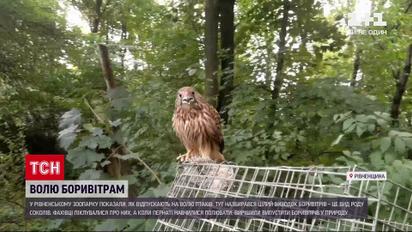 Новости Украины: в зоопарке Ровно на волю отпустили пустельг