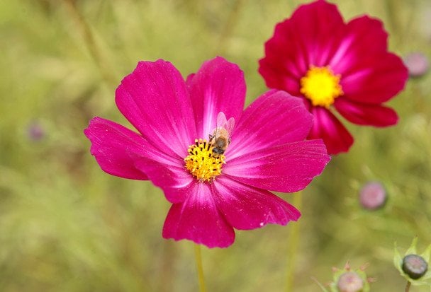 Космея / © Associated Press