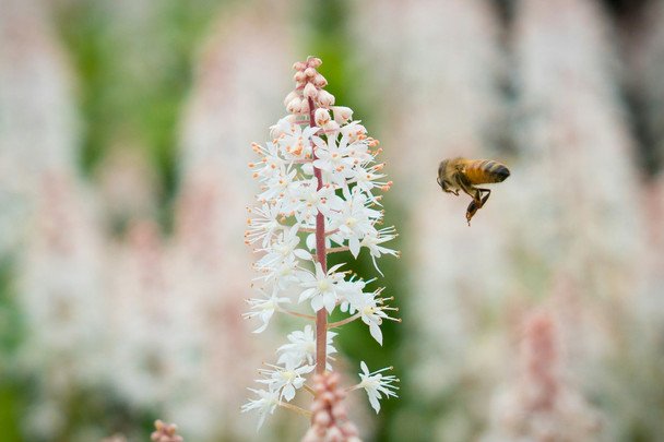 9 июля летает много пчел — ждите теплой и долгой осени / © unsplash.com