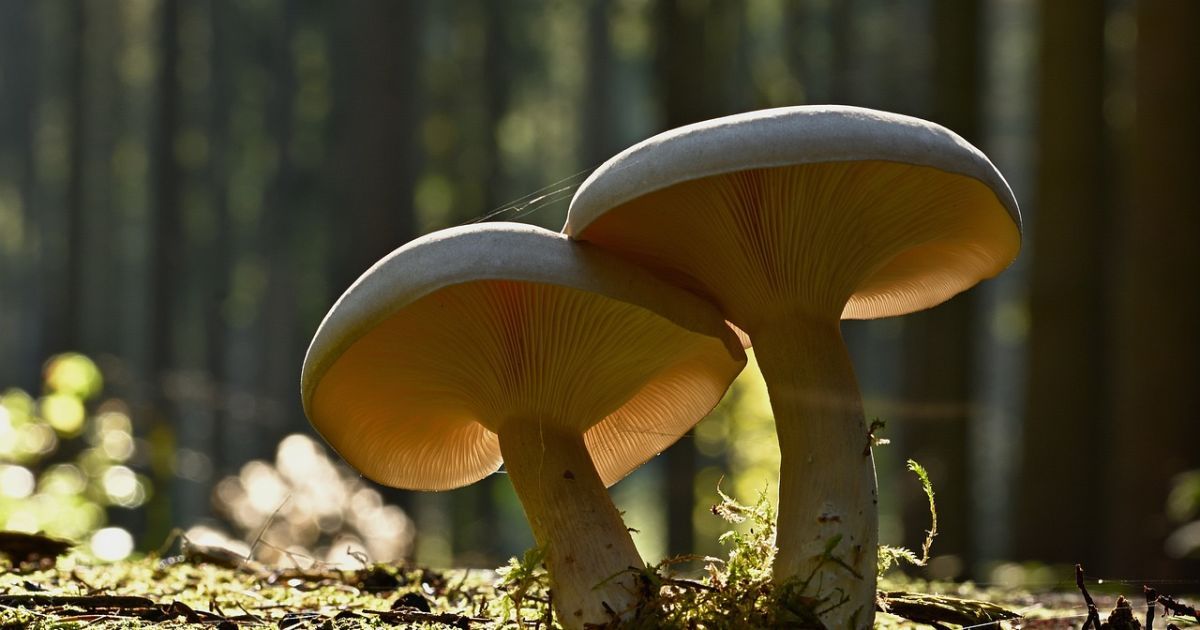 Ученые нашли самый старый организм