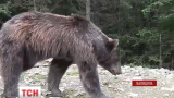 На Львовщине после встречи с голодным медведем человек оказался в реанимации