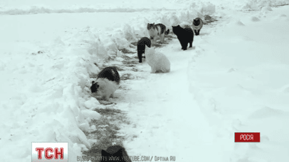 В Оптиной пустыни прошел "кошачий" Крестный ход