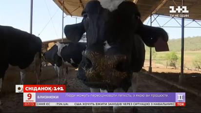 В Украине упало производство самых популярных продуктов – Экономические новости