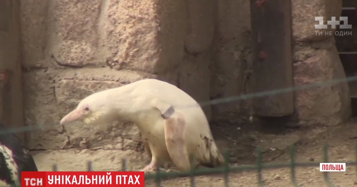 Унікального пінгвіна-альбіноса показали у польському зоопарку