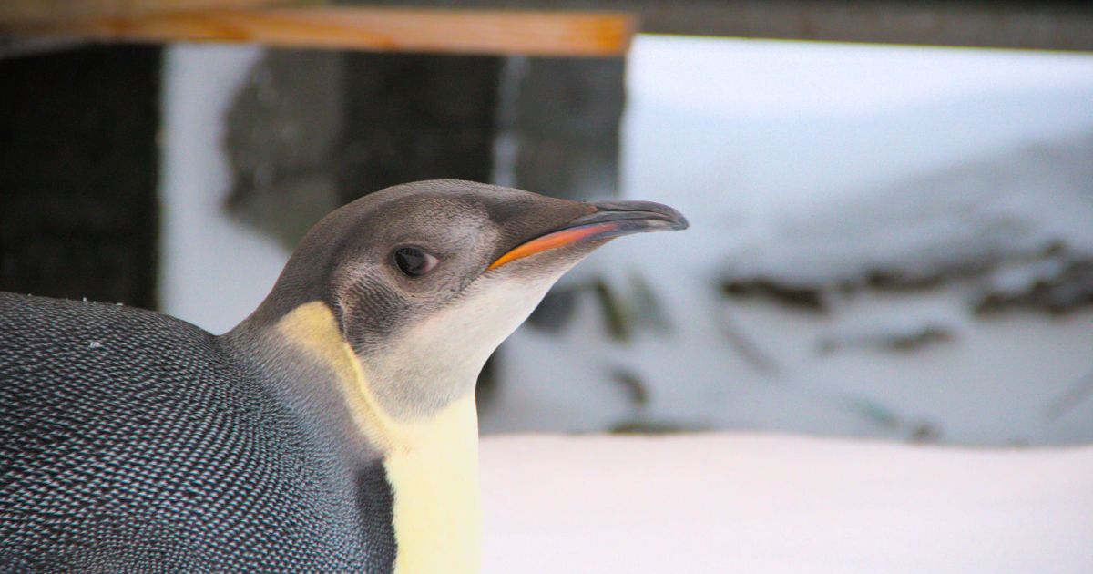 Імператорський пінгвін