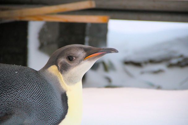 Фото Александр Мацибура и Анна Соиний.