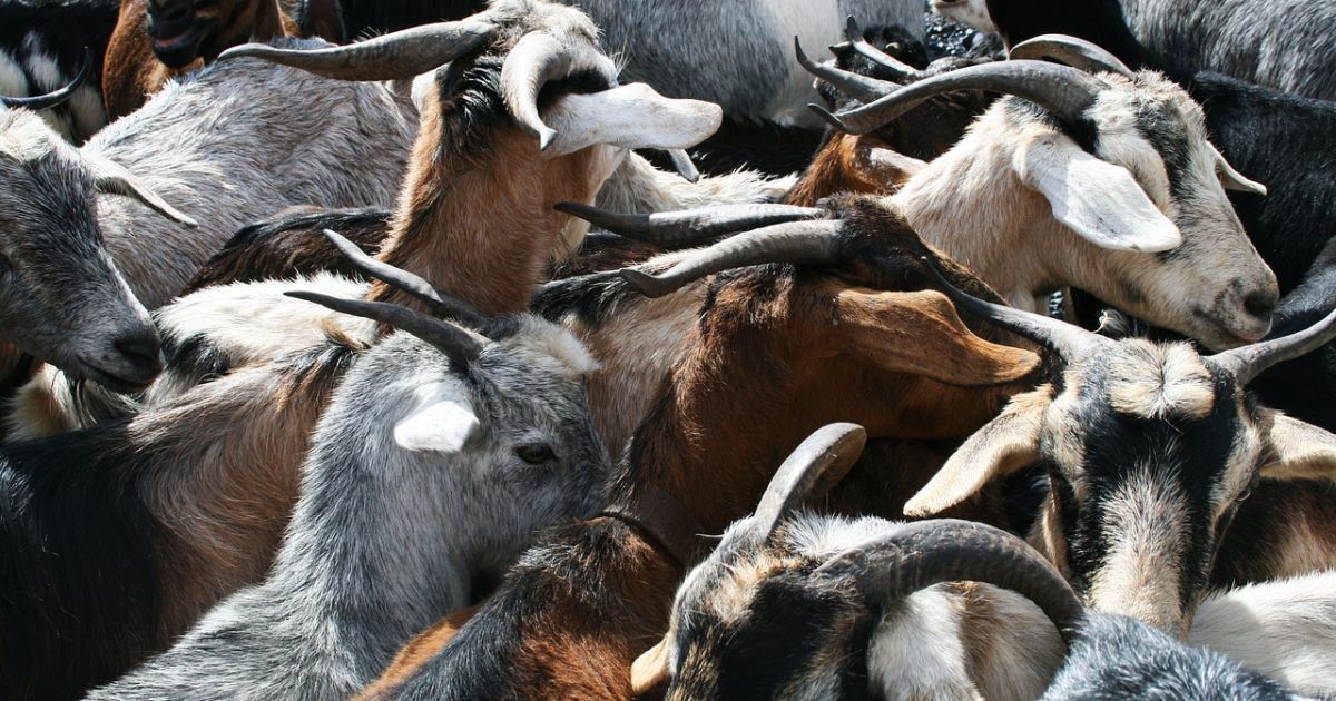 Росія подарувала Північній Кореї стадо кіз
