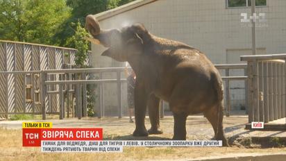 ТСН узнала, как жильцы столичного зоопарка переживают жару