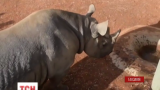 У Танзанії на волю випустили чорного носорога