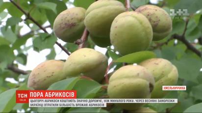 Из-за весенних заморозков в Украине малый урожай абрикосов