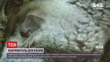 У віденському зоопарку в новонародженої коали з'явився хрещений батько