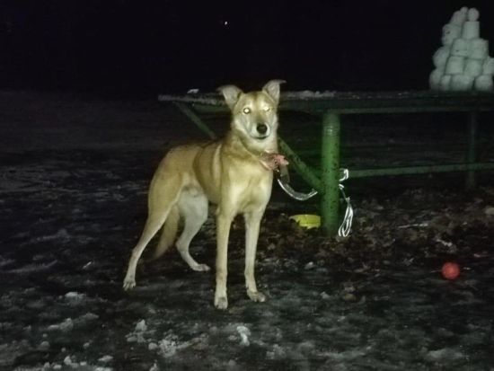 Залишила іграшки і записку: у Києві на Дорогожичах власниця прив'язала собаку у парку та поїхала за кордон (фото)