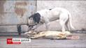 У Кривому Розі молоду матір ледь не розірвала зграя безпритульних псів