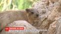 Через відсутність відвідувачів тварини в ізраїльському заповіднику вільно гуляють парком