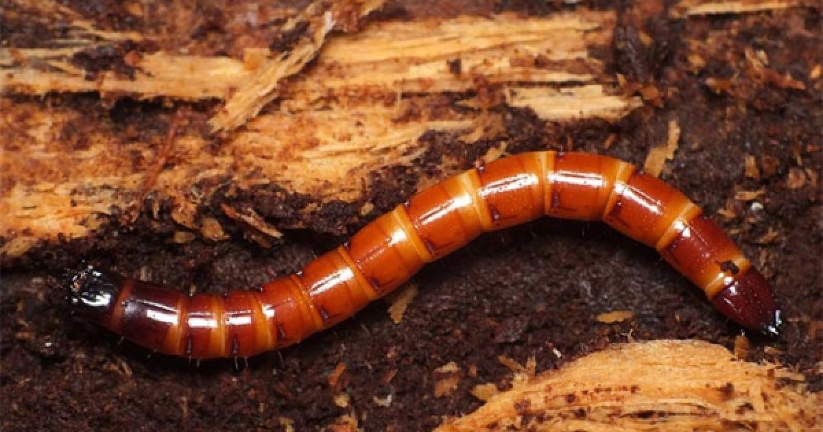 Как избавиться от проволочника