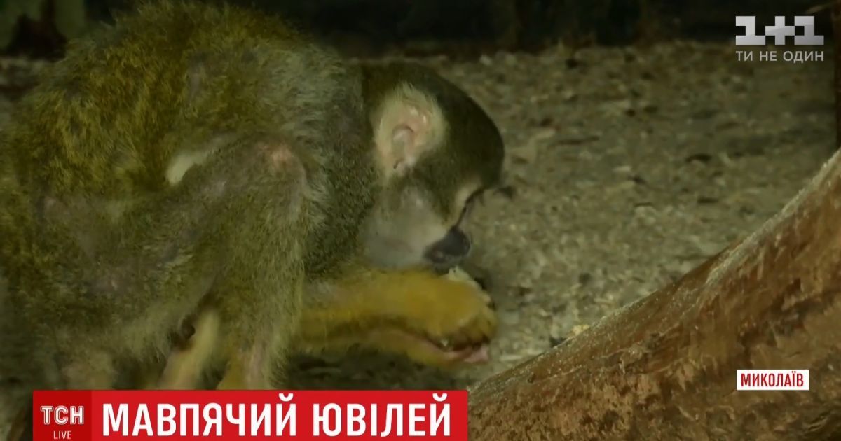 Обезьяна-долгожитель из Николаева претендует на мировой рекорд