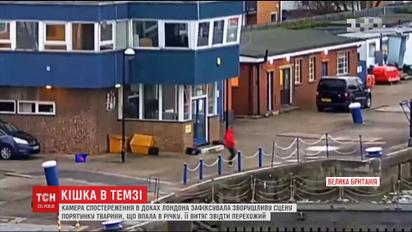 Камери зафіксували сцену зворушливого порятунку тварини у Лондонському річковому порту