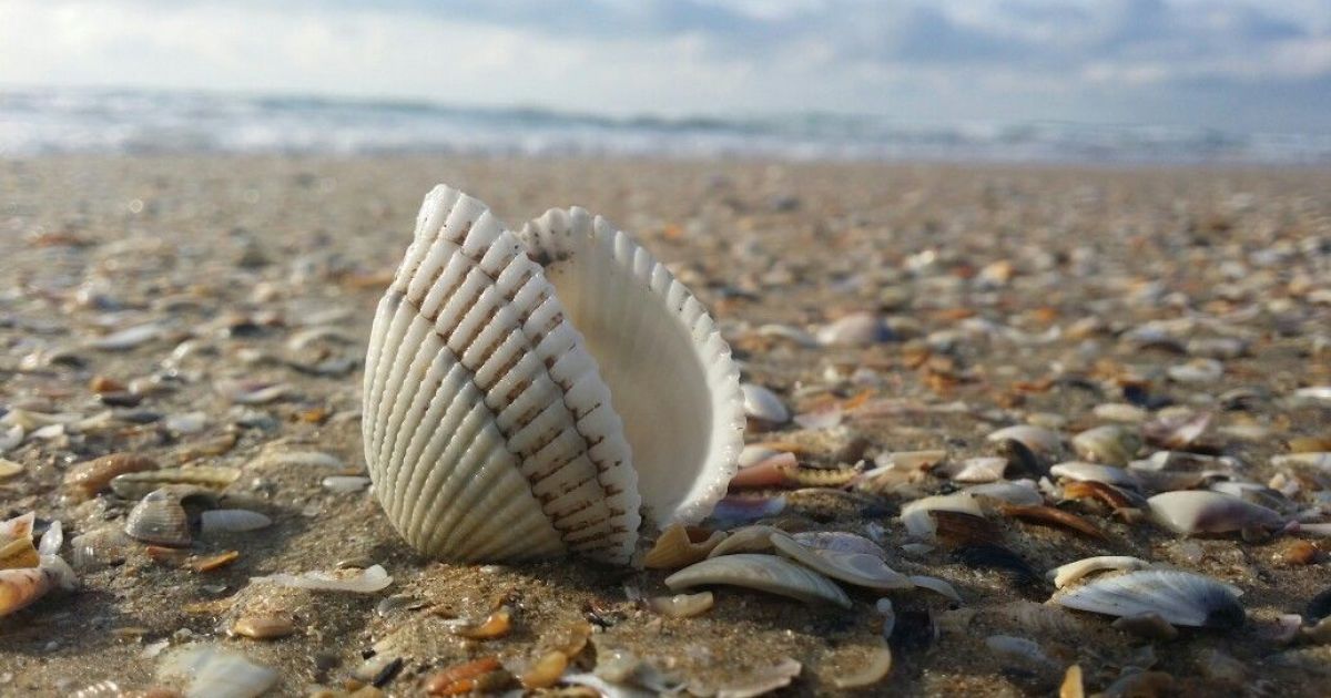 Відпочинок у Скадовську: що і за скільки пропонують на курорті Херсонської області