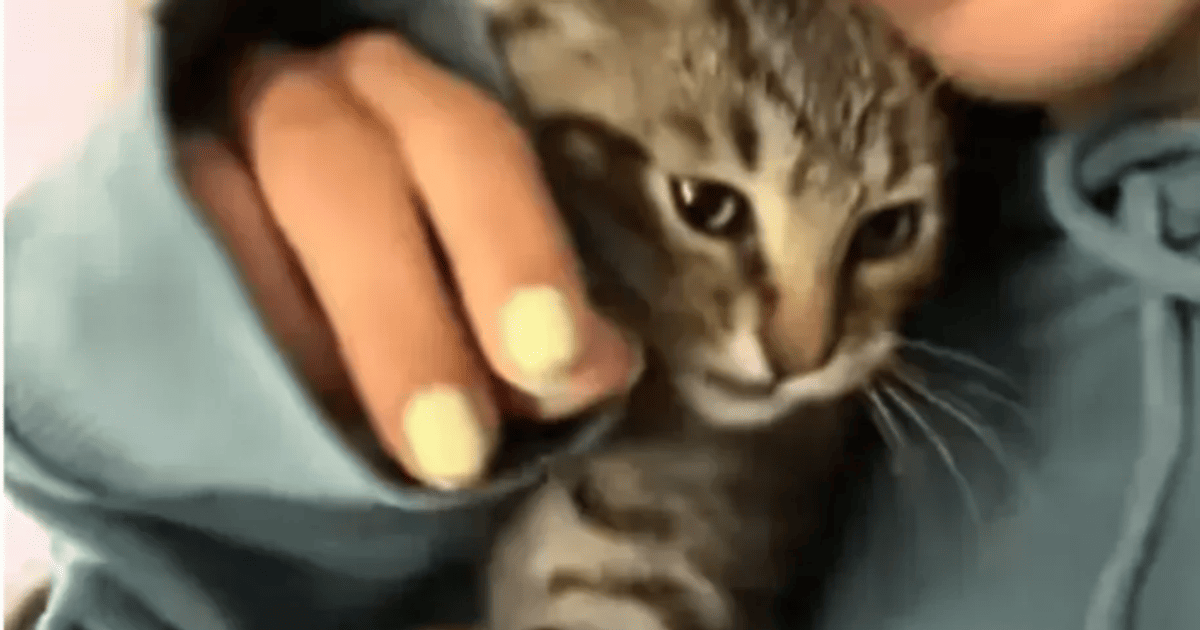 Жінка думала, що підібрала звичайне безпритульне кошеня