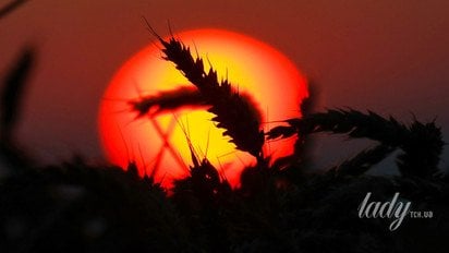 Колосок на тлі сонця, що заходить