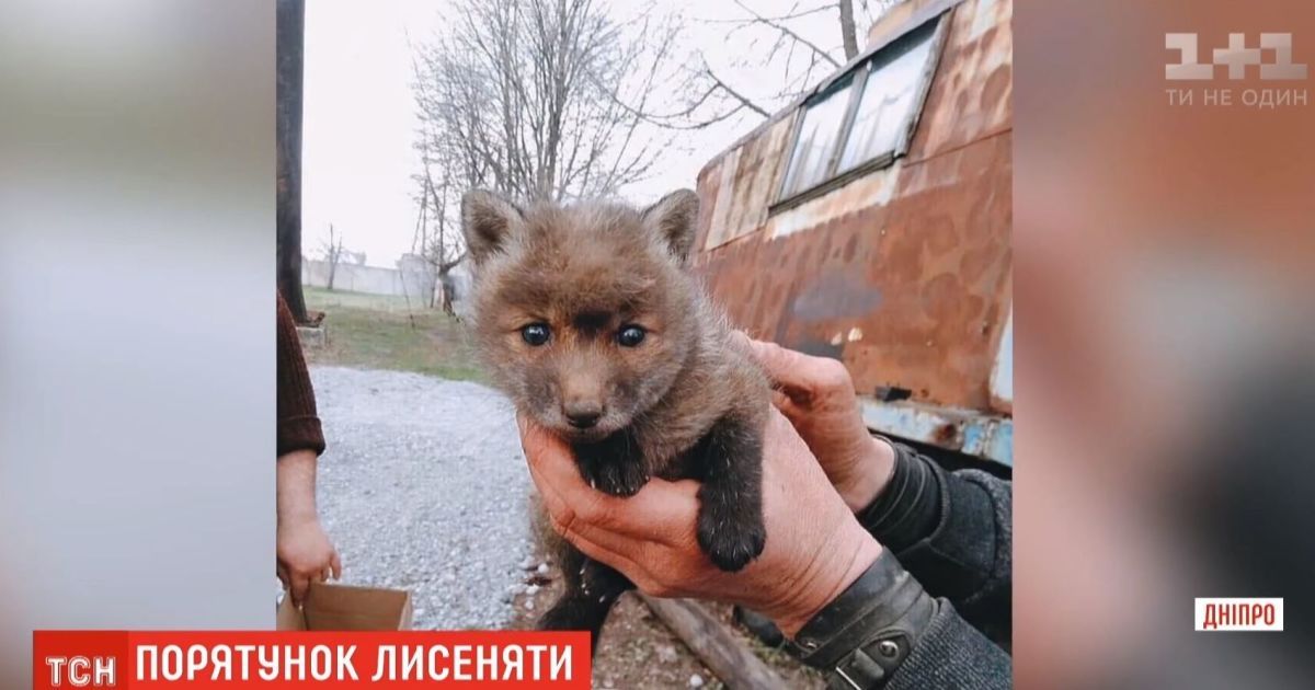 В днепре из рва спасли месячного лисенка